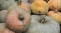Pumpkin, Vegetables BIO Farm, Ecological Farmer, Organic Horticulture HD Footage