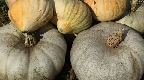 Pumpkin, Vegetables BIO Farm, Ecological Farmer, Organic Horticulture Видео 8931706