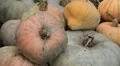 Pumpkin, Vegetables BIO Farm, Ecological Farmer, Organic Horticulture HD Footage
