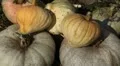 Pumpkin, Vegetables BIO Farm, Ecological Farmer, Organic Horticulture HD Footage