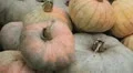 Pumpkin, Vegetables BIO Farm, Ecological Farmer, Organic Horticulture HD Footage