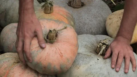Pumpkin, Vegetables BIO Farm, Ecological Farmer, Organic Horticulture Stock Footage 8931796