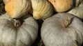 Pumpkin, Vegetables BIO Farm, Ecological Farmer, Organic Horticulture HD Footage