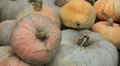 Pumpkin, Vegetables BIO Farm, Ecological Farmer, Organic Horticulture HD Footage