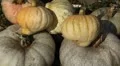 Pumpkin, Vegetables BIO Farm, Ecological Farmer, Organic Horticulture HD Footage