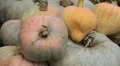 Pumpkin, Vegetables BIO Farm, Ecological Farmer, Organic Horticulture HD Footage