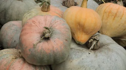 Pumpkin, Vegetables BIO Farm, Ecological Farmer, Organic Horticulture Vidéo 8931876