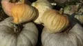Pumpkin, Vegetables BIO Farm, Ecological Farmer, Organic Horticulture HD Footage