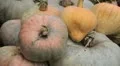 Pumpkin, Vegetables BIO Farm, Ecological Farmer, Organic Horticulture HD Footage