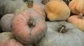 Pumpkin, Vegetables BIO Farm, Ecological Farmer, Organic Horticulture HD Footage