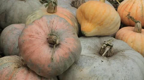Pumpkin, Vegetables BIO Farm, Ecological Farmer, Organic Horticulture Stock-Footage 8938221