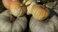 Pumpkin, Vegetables BIO Farm, Ecological Farmer, Organic Horticulture HD Footage
