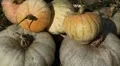 Pumpkin, Vegetables BIO Farm, Ecological Farmer, Organic Horticulture HD Footage