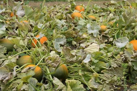 Pumpkin Vegetables. Fotos Stock
