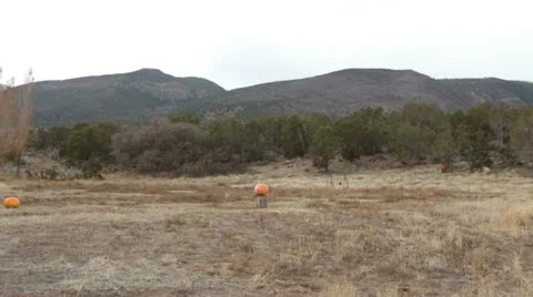 Pumpkin violent explosion slow HD 3529 Video stock 12725449