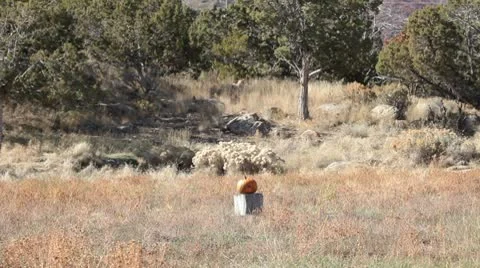 Pumpkin violent explosion slow P HD 0472 Stock Footage 8910352