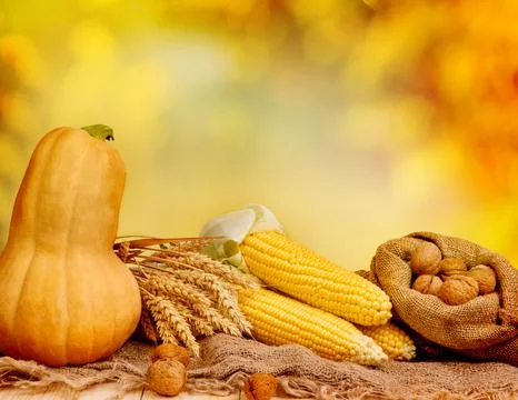 Pumpkin, walnut, spikelets, and corn on harvest table Stock Photos