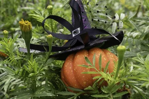 Pumpkin wearing a Witch's hat for the holiday of Halloween, in green foliage Stock Photos