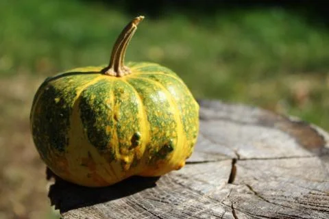 Pumpkin on a weathered tree trunk Stock Photos