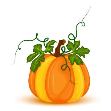 Pumpkin on white background vector Stock Illustration