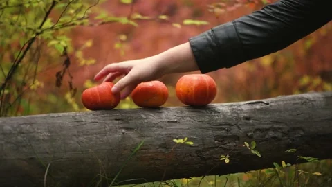 Pumpkin. A woman's hand places three pumpkins Stock Footage 140772133