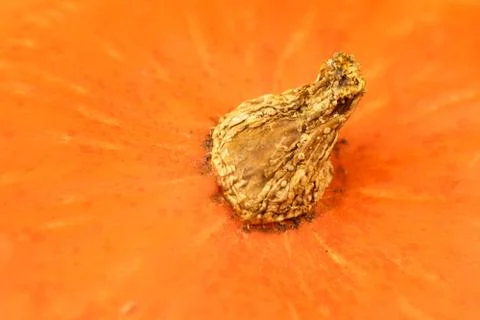 Pumpkin on yellow background close up Stock Photos