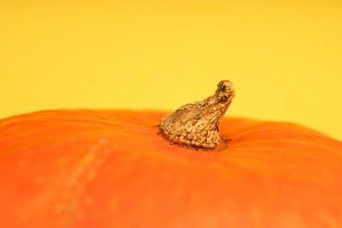 Pumpkin on yellow background close up Stock Photos