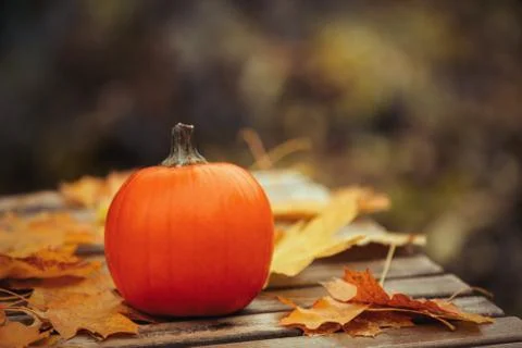 Pumpking and muple leaves on a table in a garden Stock Photos