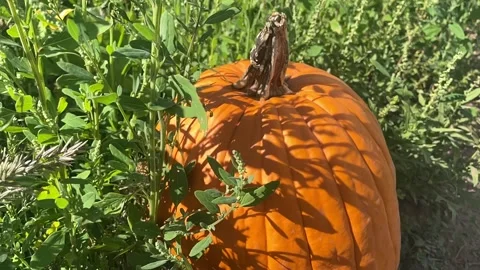 Pumpking in a field Stock Footage 217179442