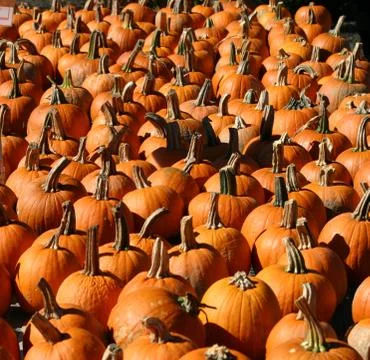 Pumpkins 1 Stock Photos