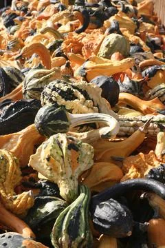 Pumpkins for all tastes Stock Photos