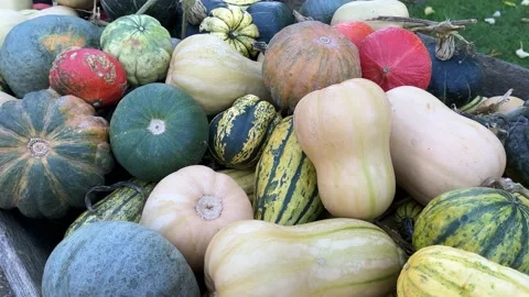 Pumpkins and autumn squashes Stock Footage 221351614