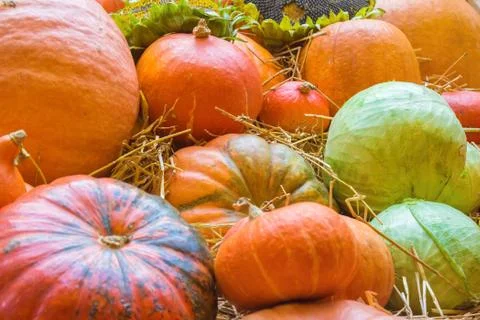 Pumpkins and cabbage Stock Photos