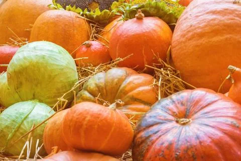 Pumpkins and cabbage Stock Photos