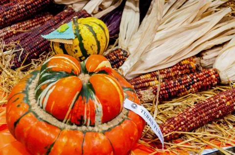 Pumpkins and corn of different shapes, colors and sizes next to each other Foto stock