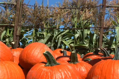 Pumpkins and corn stalks Stock Footage 97463