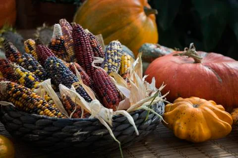 Pumpkins and corncobs in the straw basket Photos