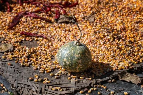 Pumpkins and corns Stock Photos