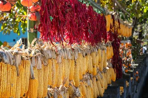 Pumpkins and corns Stock Photos