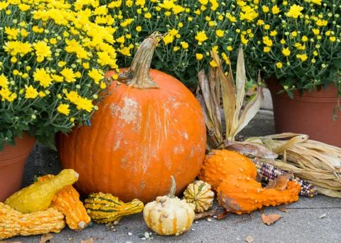 Pumpkins and Dried Corn Fotos de archivo