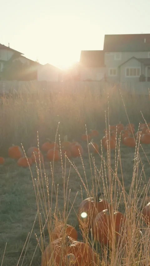 Pumpkins and Dry Grass Backlit by Sun with Blurred Cars Passing By 스톡 동영상 347369739