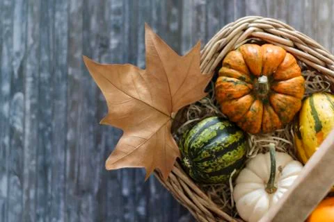 Pumpkins and dy maple leaf on wicker basket. Top view Stock Photos