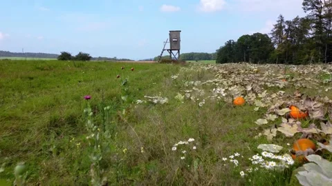 Pumpkins and flowers on the field Stock Footage 171482704