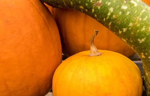 Pumpkins and gourd in stack Close up on the shapes of pumpkins and gourd a... Stockfoto's