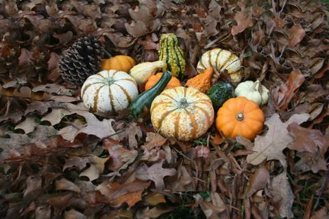 Pumpkins And Gourds 4 Stock Photos