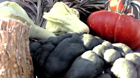 Pumpkins and gourds Stock Footage 42158492