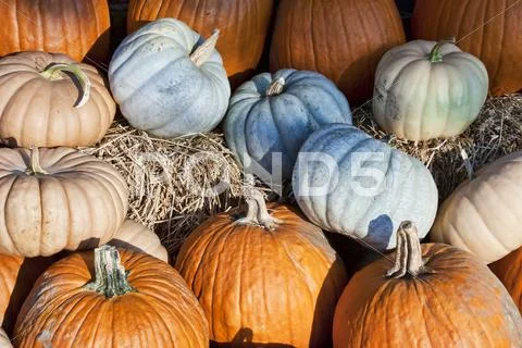 Pumpkins and gourds Stock Photos