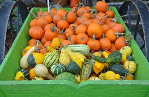 Pumpkins and gourds Stock Photos