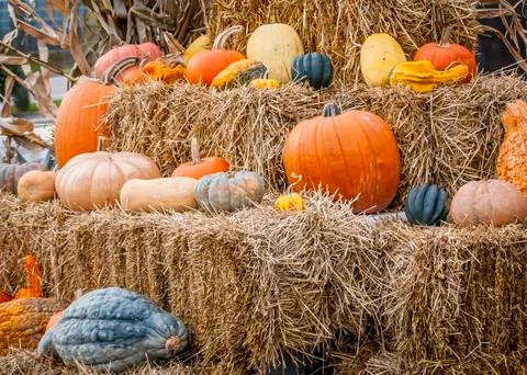 Pumpkins and gourds Stock Photos