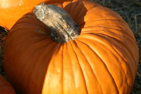 Pumpkins and Gourds Stock Photos
